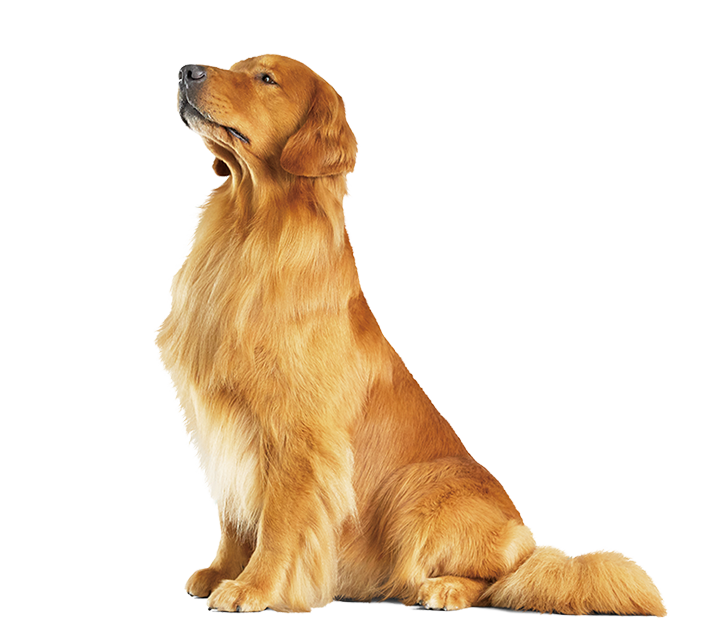 img_dog_l_golden.png
