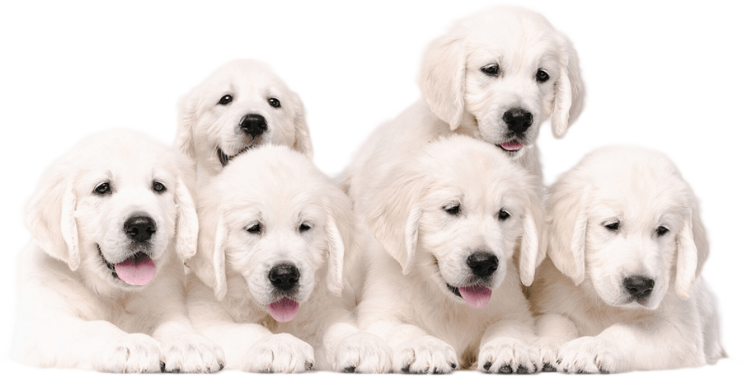 /public/uploads/20250315/377643992a0bd13a5d0f832ebb3857ab.png