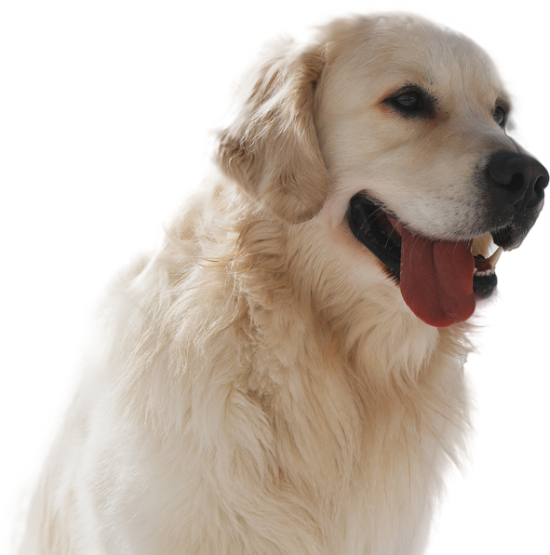 /public/uploads/20250315/a90da2f12ec701f02ccc18ec735631cb.png