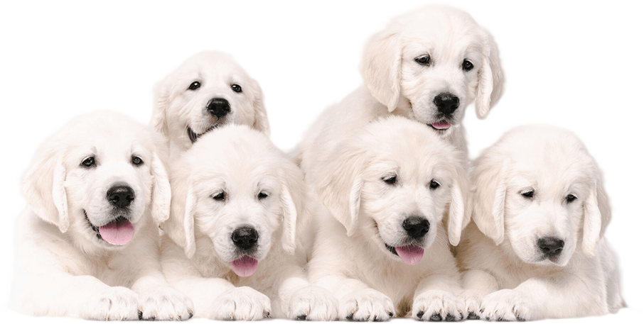 /public/uploads/20250315/b8979459806a2285e793cd1dd4f5c22e.png