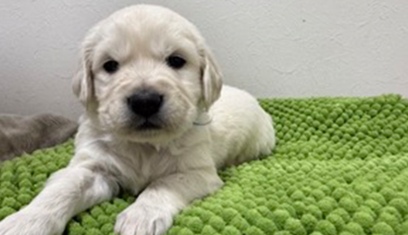 JKC CH直子　青リボン