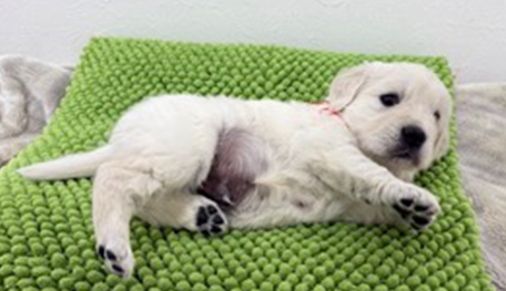 JKC CH直子　赤リボン