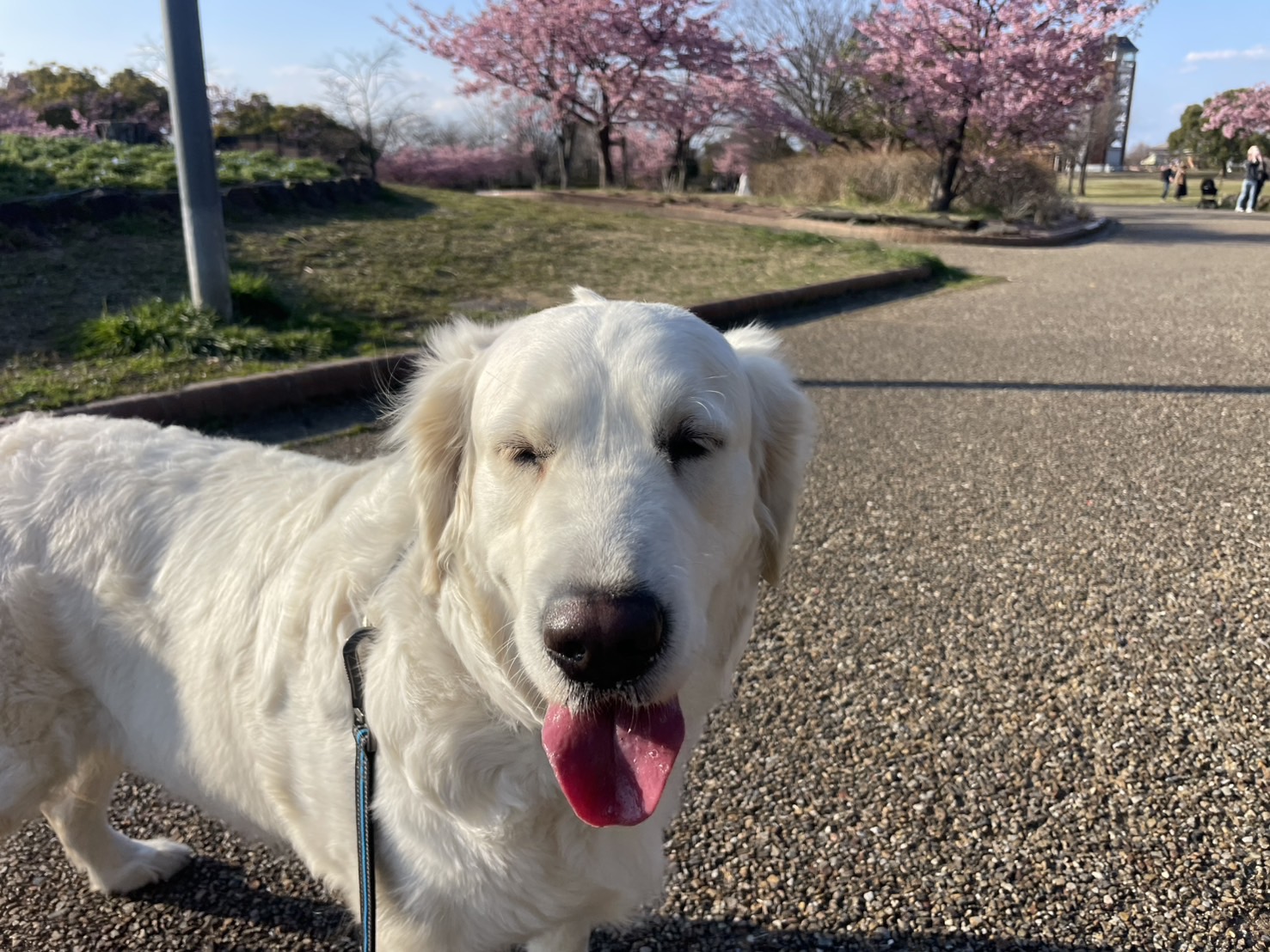 愛犬と一緒に桜を楽しもう！イギリスゴールデンレトリバーと春のひととき