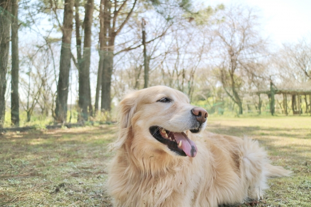 初めての大型犬飼育ガイド！安心して始めるためのポイント