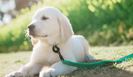 JKC CH直子　水色くん