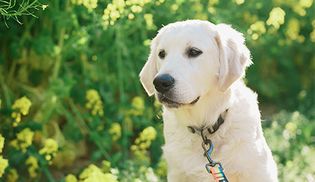 JKC CH直子 　白色くん