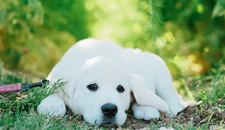 JKC CH直子　茶色ちゃん