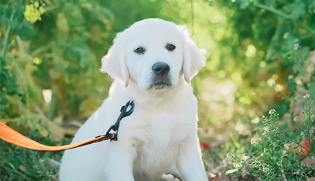 JKC CH直子　紫ちゃん