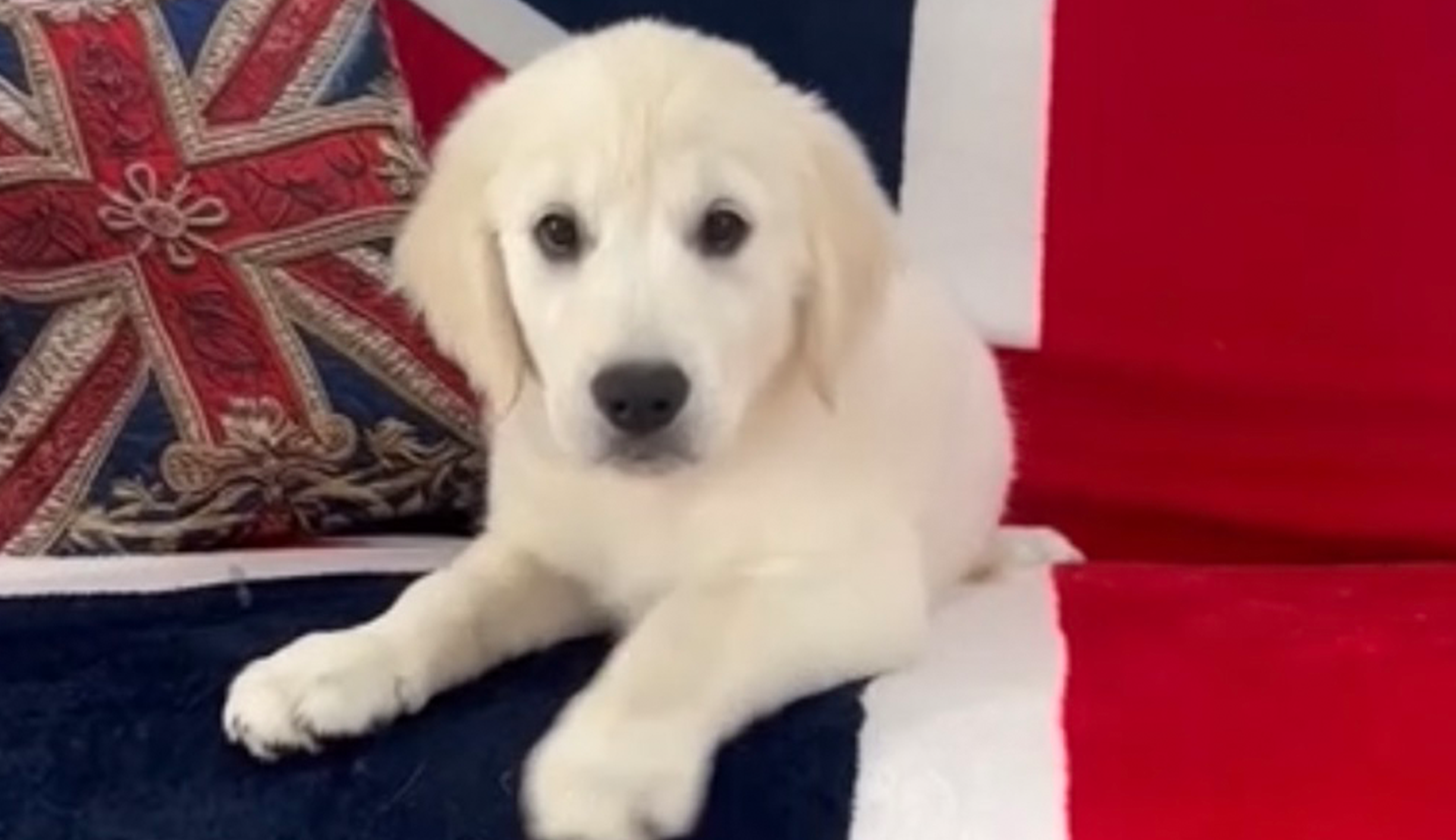 JKC CH直子　オレンジちゃん