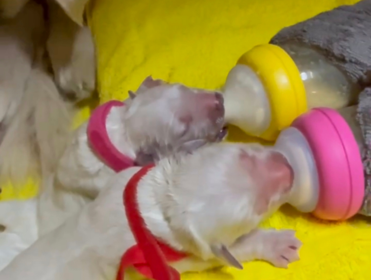 2月27日生まれの子犬たち！ミルクを飲んで母犬に優しく舐めてもらうひととき