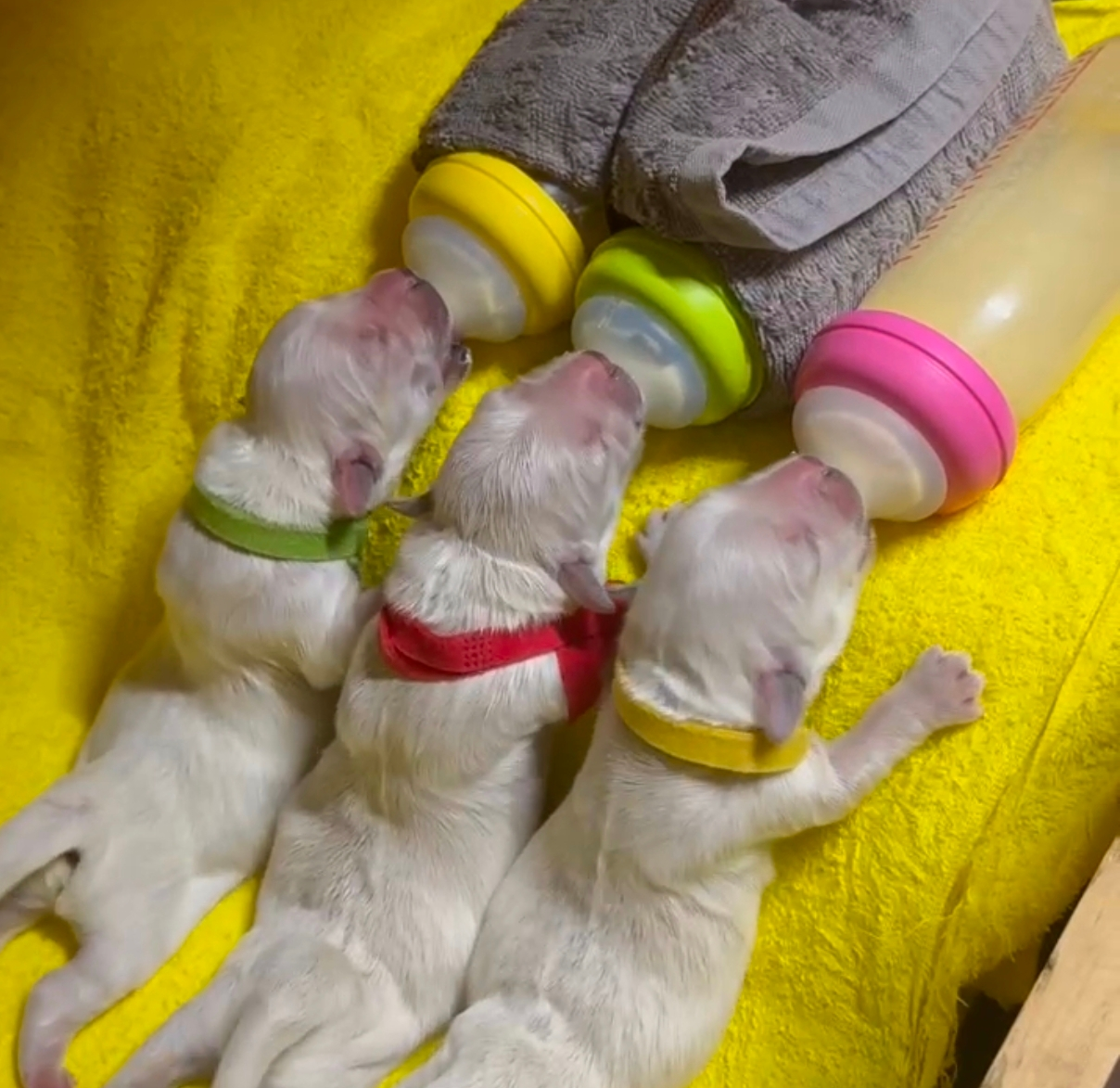 2月27日生まれの子犬たち！ミルクを飲む可愛い姿