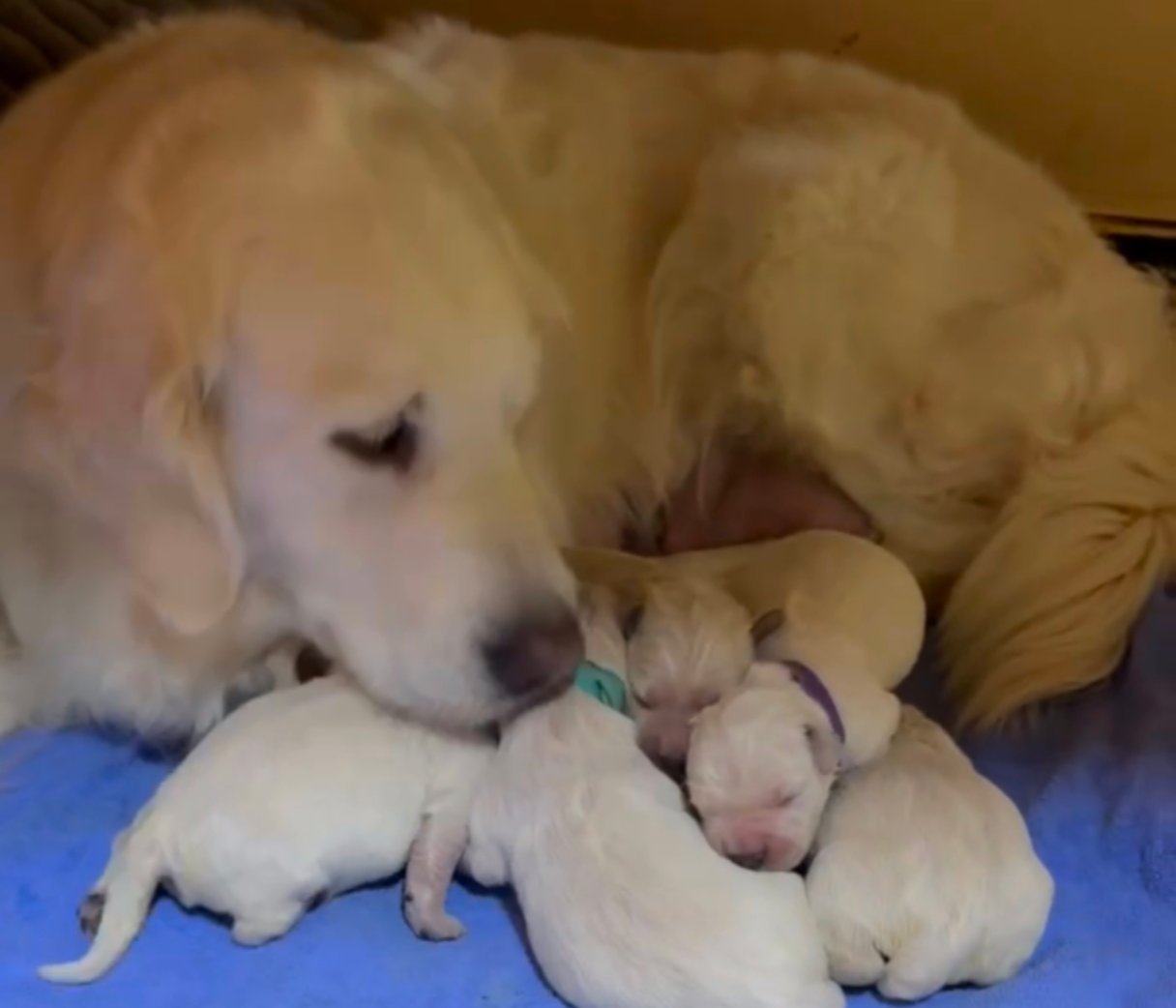 2月27日生まれの子犬たち！寄り添って眠る小さな輪